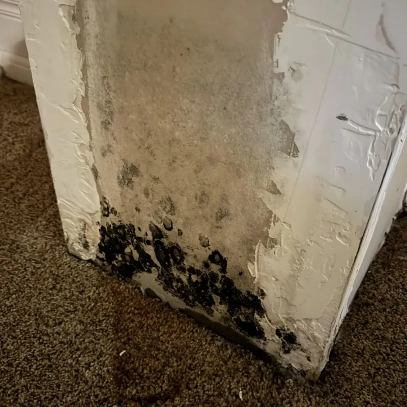 Professional Mold Removal in Jarales, NM